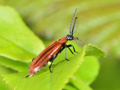 Schizotus pectinicornis [Famille : Pyrochroidae]