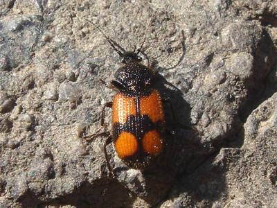 Panagaeus cruxmajor [Famille : Carabidae]