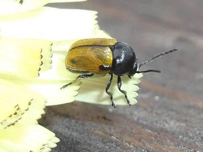 Cryptocephalus rugicollis [Famille : Chrysomelidae]