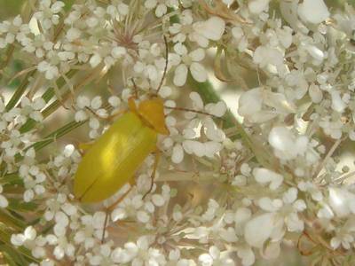 Cteniopus sulphureus [Famille : Tenebrionidae]