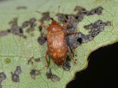 Dorytomus tortrix [Famille : Curculionidae]