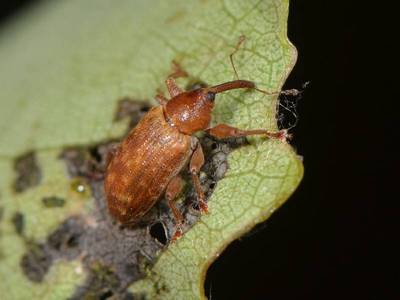 Dorytomus tortrix [Famille : Curculionidae]