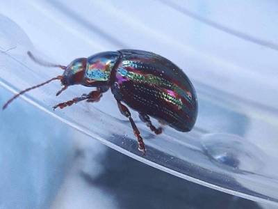 Chrysolina americana [Famille : Chrysomelidae]