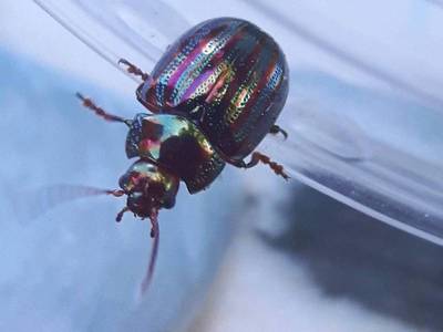 Chrysolina americana [Famille : Chrysomelidae]