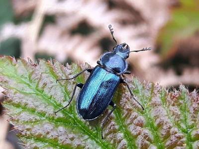 Platycerus caraboides [Famille : Lucanidae]