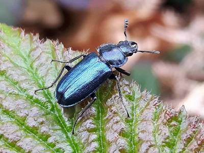 Platycerus caraboides [Famille : Lucanidae]