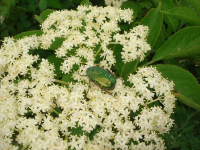 Cetonia aurata [Famille : Cetoniidae]