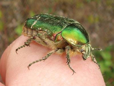 Cetonia aurata [Famille : Cetoniidae]