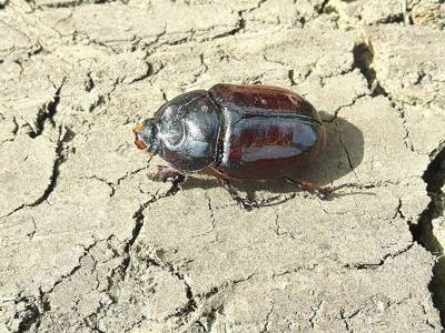 Oryctes nasicornis [Famille : Scarabaeidae]