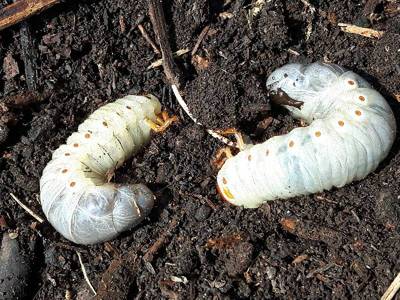 Oryctes nasicornis [Famille : Scarabaeidae]