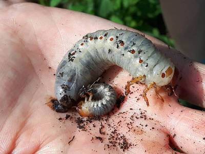 Oryctes nasicornis [Famille : Scarabaeidae]