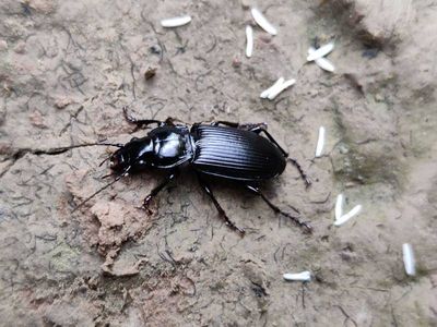 Pterostichus melanarius [Famille : Carabidae]