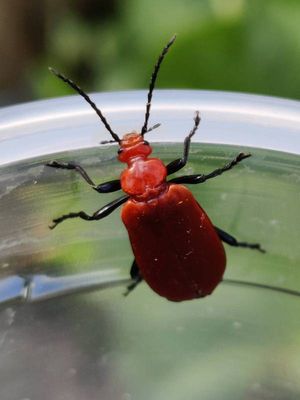 Pyrochroa serraticornis [Famille : Pyrochroidae]