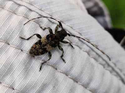 Leiopus nebulosus [Famille : Cerambycidae]