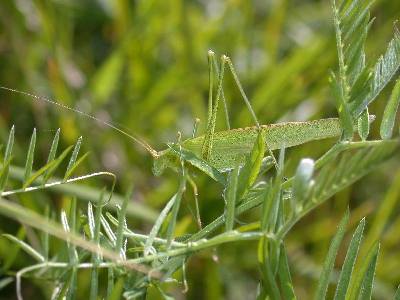 Phaneroptera falcata [Famille : Tettigoniidae]