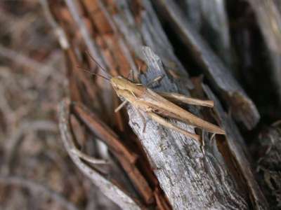 Chorthippus brunneus [Famille : Acrididae]