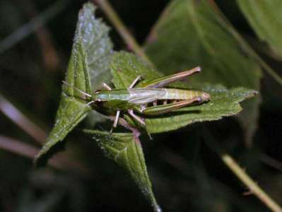 Chorthippus parallelus [Famille : Acrididae]