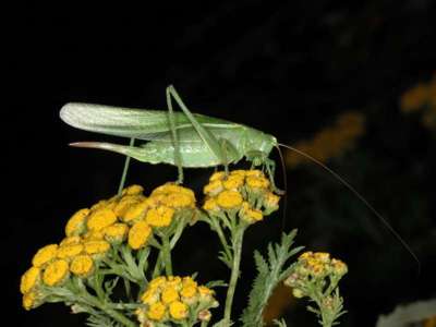 Tettigonia viridissima [Famille : Tettigoniidae]