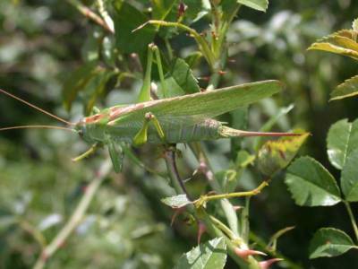 Tettigonia viridissima [Famille : Tettigoniidae]