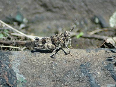 Oedipoda caerulescens [Famille : Oedipodinae]