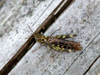 Myrmeleotettix maculatus [Famille : Acrididae]