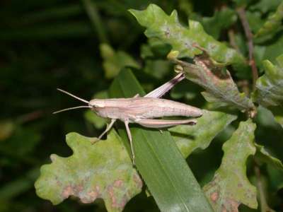 Chrysocraon dispar [Famille : Acrididae]