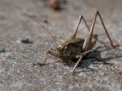  Pholidoptera griseoaptera [Famille : Decticinae]