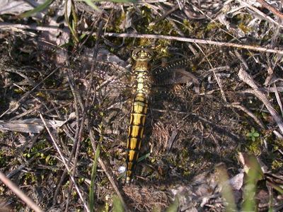 Orthetrum cancellatum [Famille : Libellulidae]