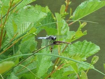 Orthetrum cancellatum [Famille : Libellulidae]