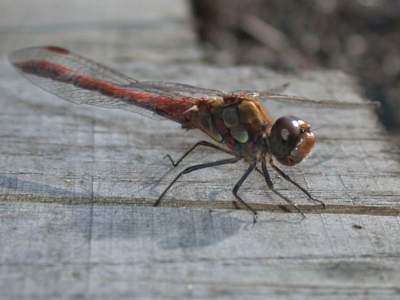 Sympetrum striolatum [Famille : Libellulidae]