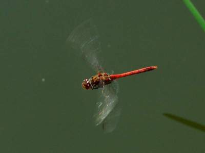 Sympetrum striolatum [Famille : Libellulidae]