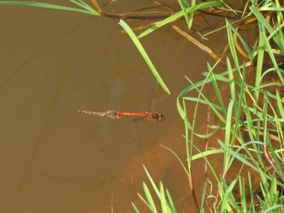 Sympetrum striolatum [Famille : Libellulidae]