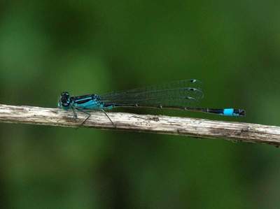 Ischnura elegens [Famille : Coenagrionidae]