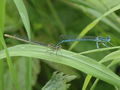 Ischnura elegens [Famille : Coenagrionidae]