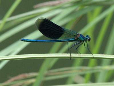 Calopteryx splendens [Famille : Calopterygidae]