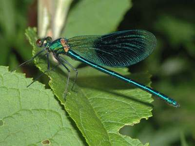 Calopteryx splendens [Famille : Calopterygidae]