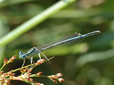 Platycnemis pennipes [Famille : Platycnemididae]