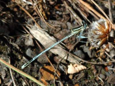 Platycnemis pennipes [Famille : Platycnemididae]