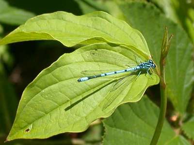 Coenagrion puella [Famille : Coenagrionidae]