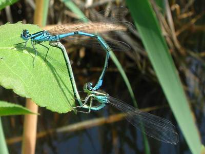 Coenagrion puella [Famille : Coenagrionidae]