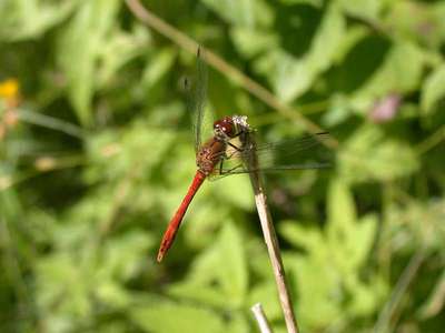 Sympetrum sanguineum [Famille : Libellulidae]