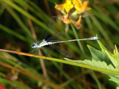 Lestes sponsa [Famille : Lestidae]