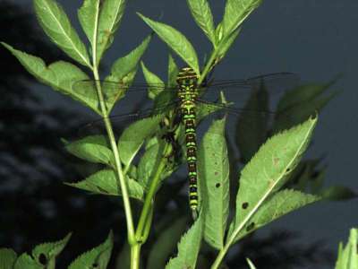 Aeshna cyanea [Famille : Aeshnidae]