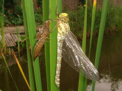 Aeshna cyanea [Famille : Aeshnidae]