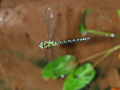 Aeshna cyanea [Famille : Aeshnidae]