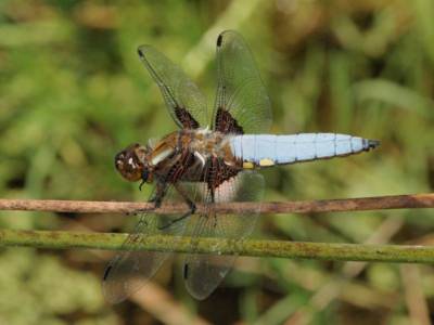 Libellula depressa [Famille : Libellulidae]