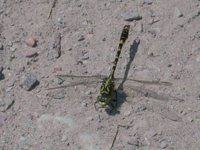 Onychogomphus forcipatus [Famille : Gomphidae]