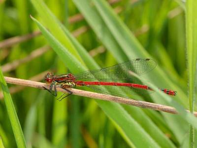 Pyrrhosoma nymphula [Famille : Coenagrionidae]