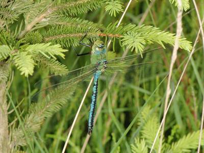 Anax imperator [Famille : Aeshnidae]