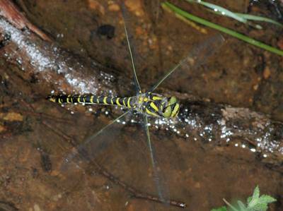 Cordulegaster boltonii [Famille : Cordulegastridae]